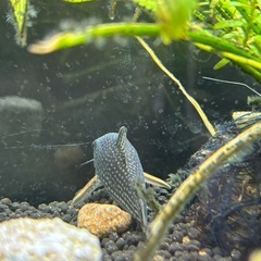 熱帯魚　コリドラス　プレコ　テトラ　