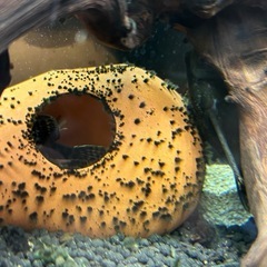 熱帯魚　コリドラス　プレコ　テトラ　の画像