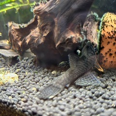熱帯魚　コリドラス　プレコ　テトラ　の画像