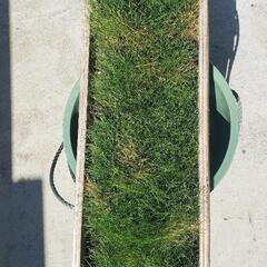 ⭐★大量‼️ショートヘアグラス①★⭐の画像