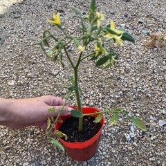 秋トマトに🍅中玉トマトわき芽苗🌱の画像