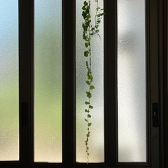 アイビー(邪気をはらう植物)の画像