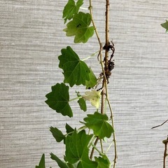 アイビー(邪気をはらう植物)の画像