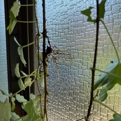 アイビー(邪気をはらう植物)の画像