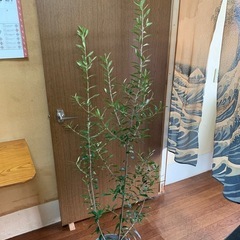 オリーブ　ひなかぜ①の画像