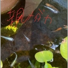 決まりましたメダカMIX 説明読んだ方の画像