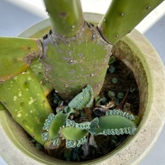サボテン　　多肉植物の画像