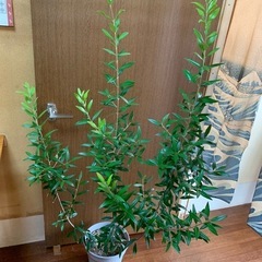 オリーブ　ひなかぜ②の画像