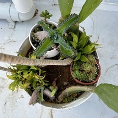 サボテン　多肉　寄せ植えの画像