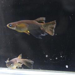 めだかの画像