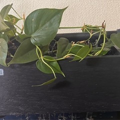 日曜まで７千円！！せせらぎビオトープ🩷ྀི濾過装置  の画像