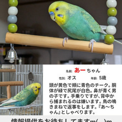迷子の鳥を探しています