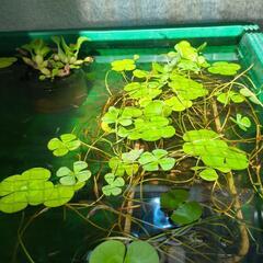 水草（ウォータークローバームチカ）一株の画像