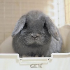 ホーランドロップ