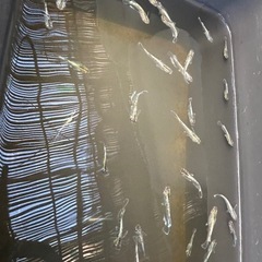 メダカ　花魁の画像