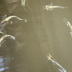 メダカ　花魁の画像