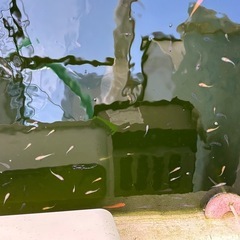 メダカ　ミックスの画像