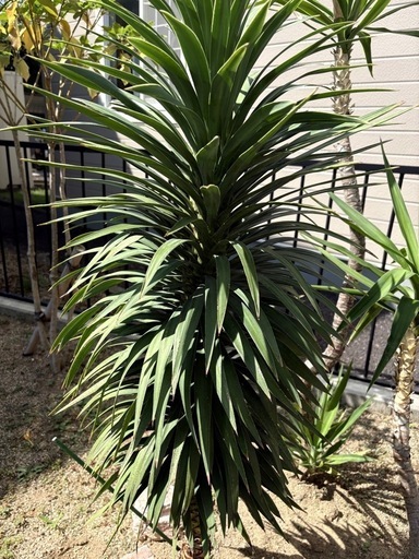 特大ユッカデスメディアーナ　希少