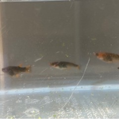 GOD（五式タイプR）めだか　種親候補　オス3匹メス3匹合計6匹現物個体の画像