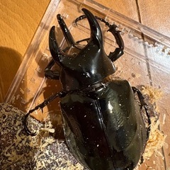(子供用の方は価格下げます)コーカサスオオカブト♂92ミリ羽化8月15日の画像