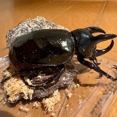 (子供用の方は価格下げます)コーカサスオオカブト♂92ミリ羽化8月15日の画像