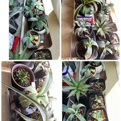 アガベ他　観葉植物　室内　53鉢　新しい芽もでてます　の画像