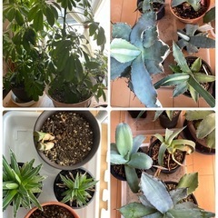 アガベ他　観葉植物　室内　53鉢　新しい芽もでてます　の画像
