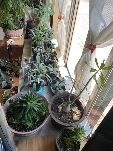 アガベ他　観葉植物　室内　53鉢　新しい芽もでてます