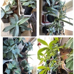 アガベ他　観葉植物　室内　53鉢　新しい芽もでてます　の画像