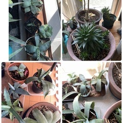 アガベ他　観葉植物　室内　53鉢　新しい芽もでてます　の画像