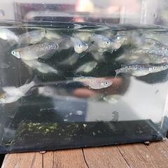メダカ(夜黒)¥500/５匹の画像