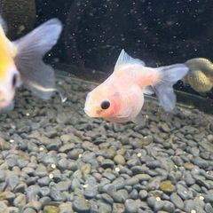 まとめ割有⭐︎ローズテール稚魚の画像