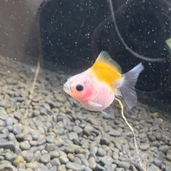 まとめ割有⭐︎ローズテール稚魚の画像