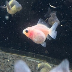 まとめ割有⭐︎ローズテール稚魚の画像