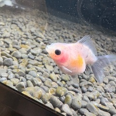 まとめ割有⭐︎ローズテール稚魚の画像