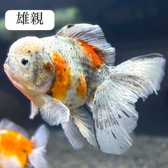 ⭐︎購入不可⭐︎ローズテール稚魚の親魚確認画像の画像