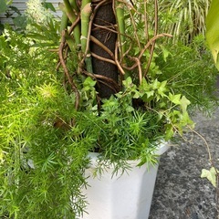 観葉植物　寄せ植えモンステラ　高さ１７５センチの画像