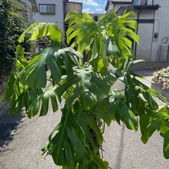 観葉植物　寄せ植えモンステラ　高さ１７５センチの画像