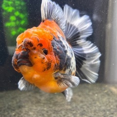 ⭐︎購入不可⭐︎ローズテール稚魚の親魚確認画像の画像