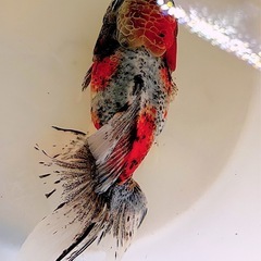 ⭐︎購入不可⭐︎ローズテール稚魚の親魚確認画像の画像