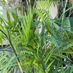観葉植物　セフリジヤシ　高さ２０５センチの画像