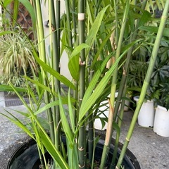 観葉植物　セフリジヤシ　高さ２０５センチの画像