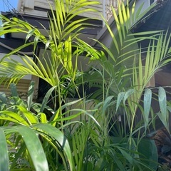 観葉植物　セフリジヤシ　高さ２０５センチの画像