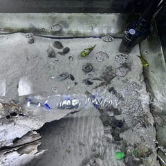 海水魚と150l水槽の画像