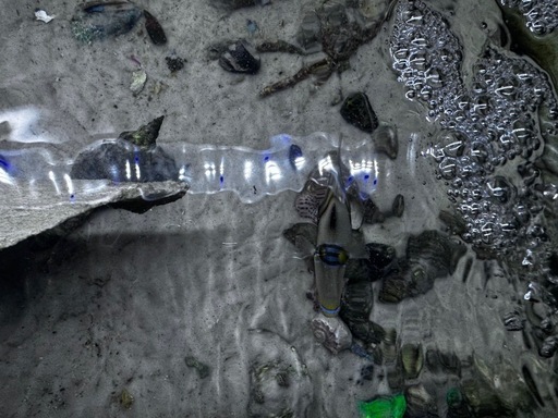 海水魚と150l水槽