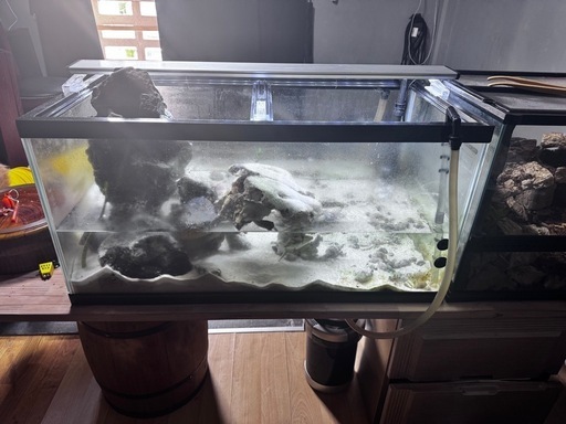 海水魚と150l水槽