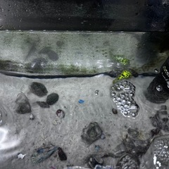 海水魚と150l水槽の画像