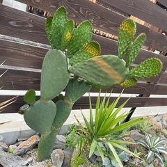 うちわサボテン🌵300円の画像
