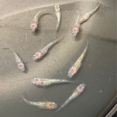 改良メダカ  幼魚  10匹  ✨夜桜✨の画像
