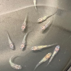 改良メダカ  幼魚  10匹  ✨夜桜✨の画像
